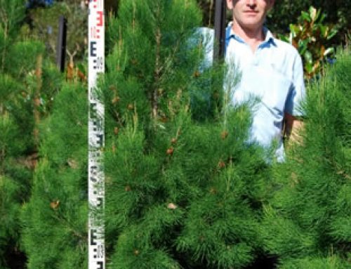 Gymnostoma australianum DAINTREE PINE – Aussie Native Christmas Tree